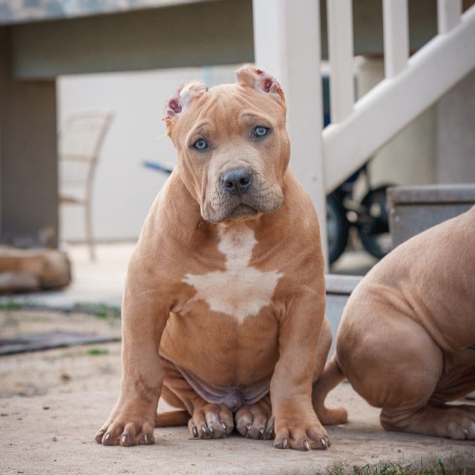 American Bully Puppies!