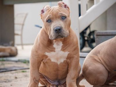 American Bully Puppies!