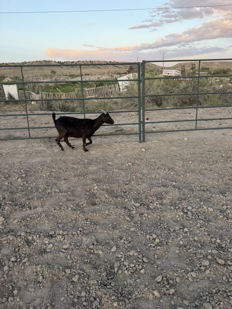 Lamancha doe