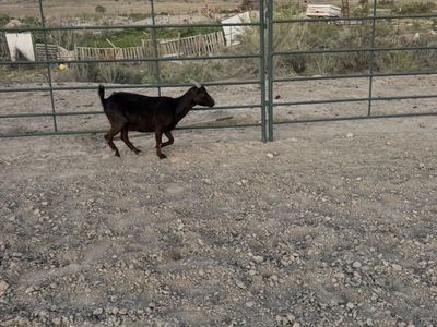 Lamancha doe