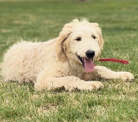 Pioneer weekend special— Goldendoodle Male Puppy