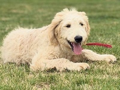 Pioneer weekend special— Goldendoodle Male Puppy