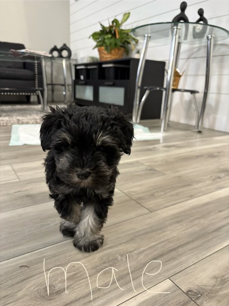 Mini Schnauzers 2 Males 1 Female