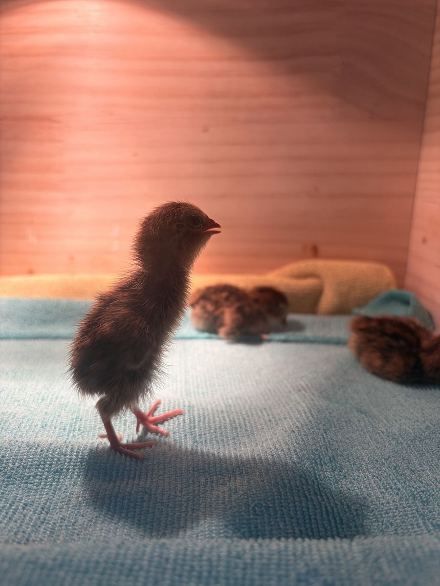 Baby Coturnix Quail Chicks