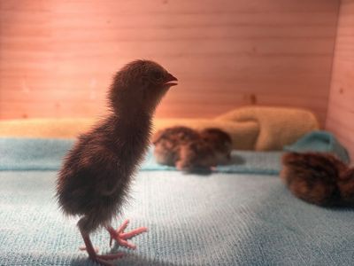 Baby Coturnix Quail Chicks