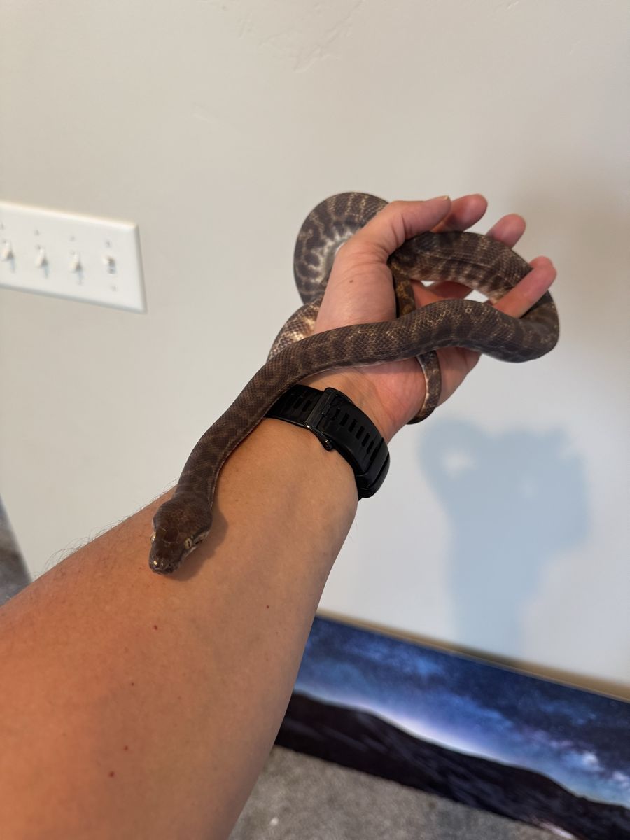 Male Stimson’s Python