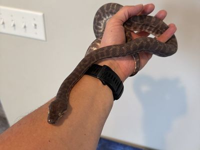 Male Stimson’s Python