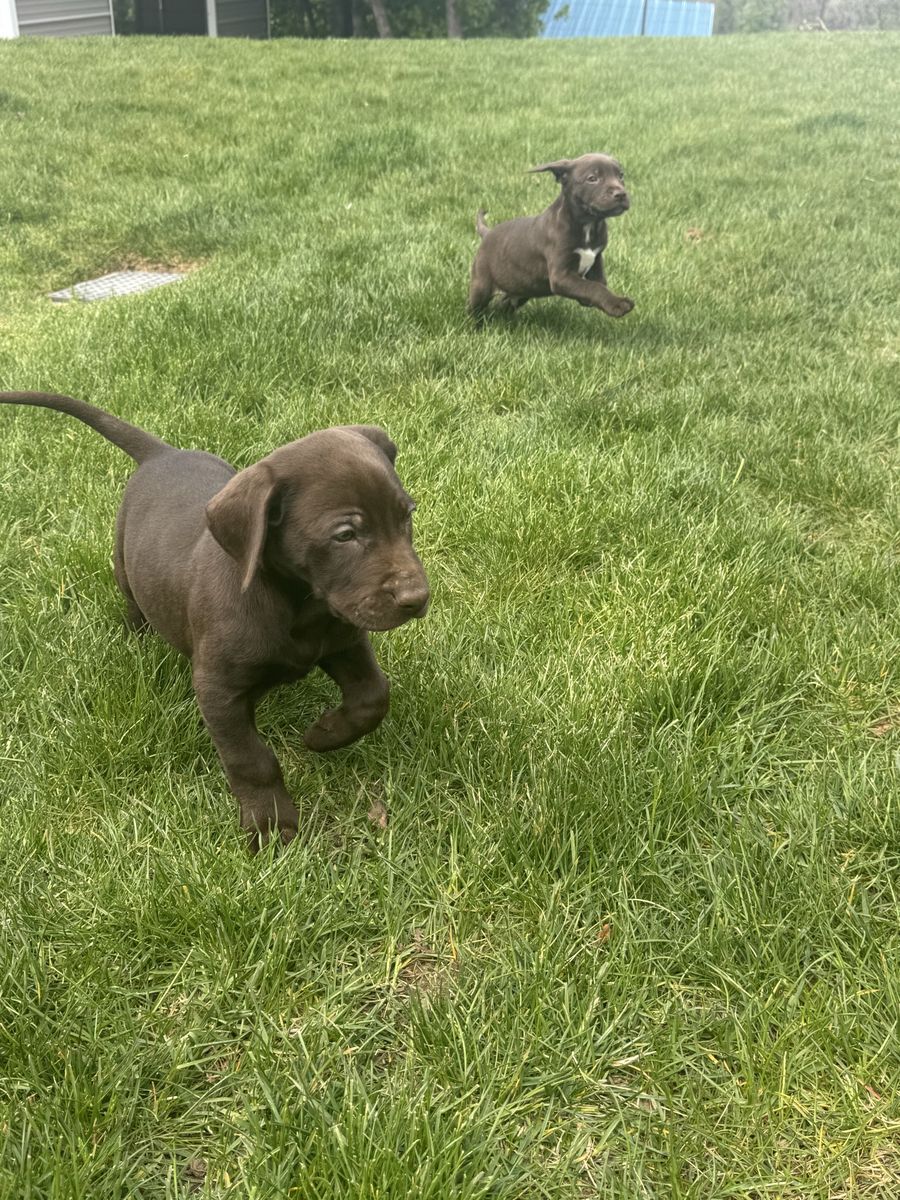 Pointador Puppies – Hunting Bloodlines