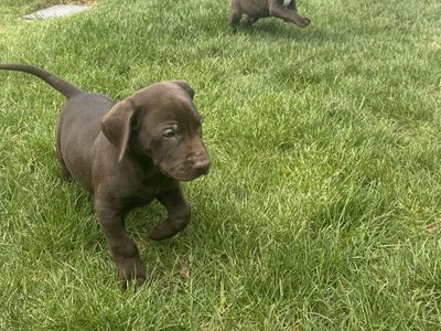 Pointador Puppies – Hunting Bloodlines