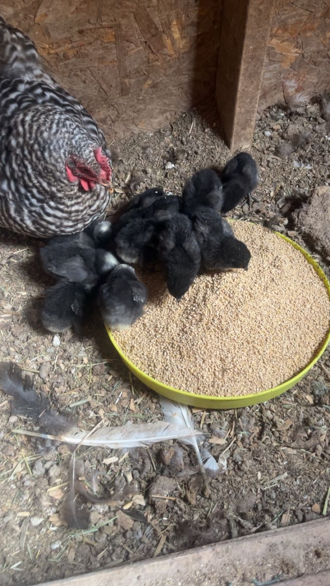 Baby Chicks