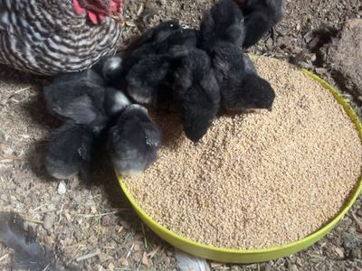 Baby Chicks