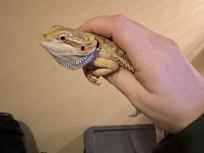 Young bearded dragon