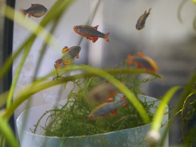 Local bred Celestial Pearl Danio aka Galaxy Rasbora