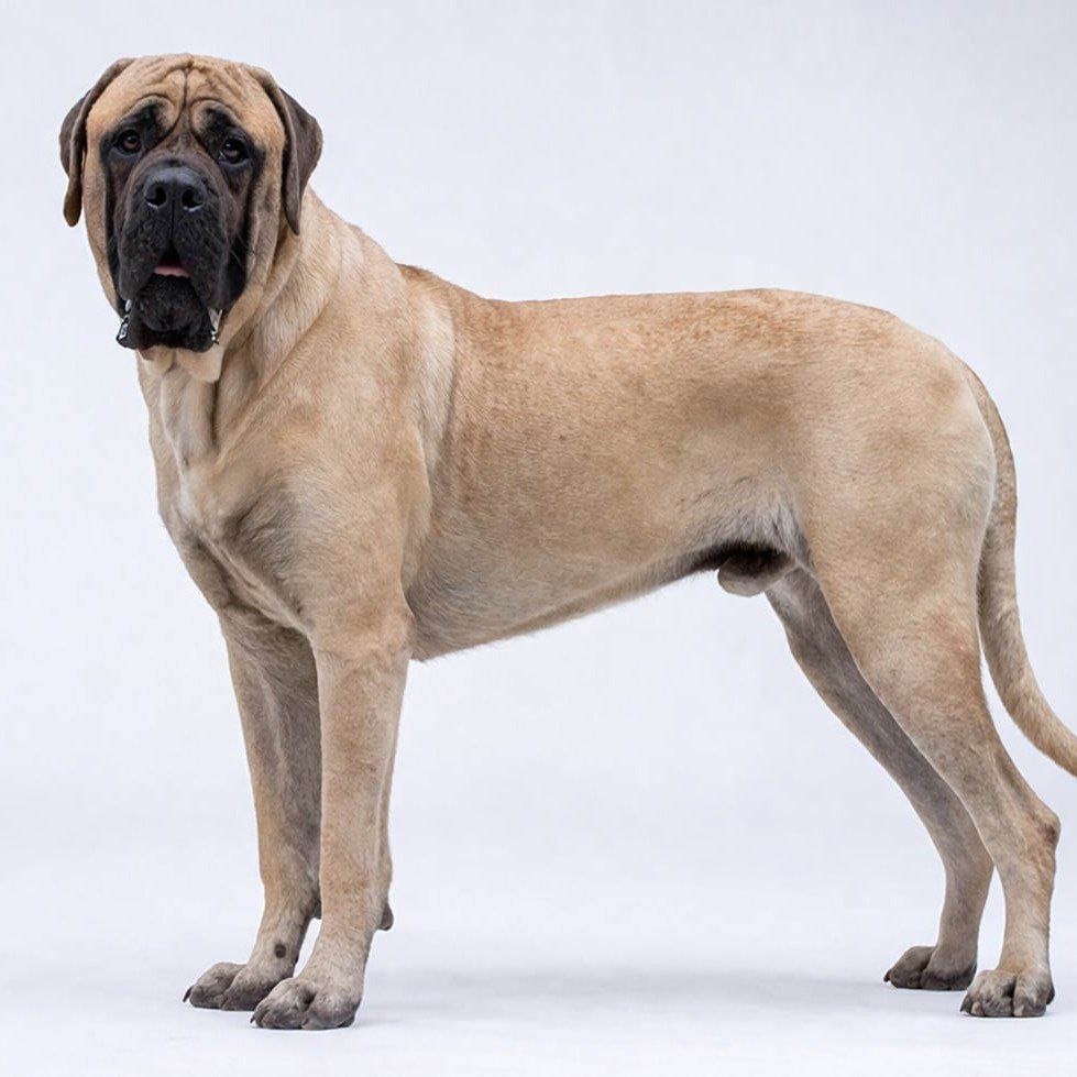 AKC English Mastiff Stud Service – Limited Time