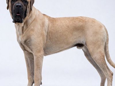 AKC English Mastiff Stud Service – Limited Time