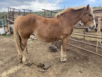 Belgian Draft Mare