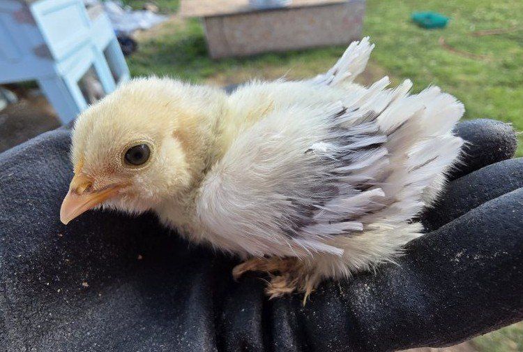 silver d'uccle chicks