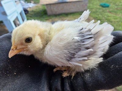 silver d'uccle chicks