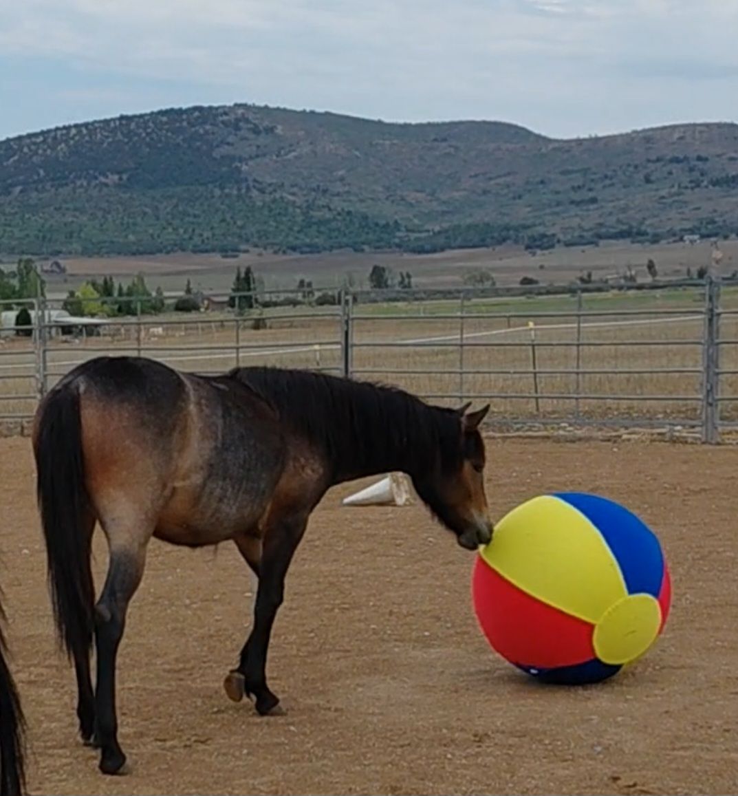 Super cute and fun Haflinger cross yrlng filly
