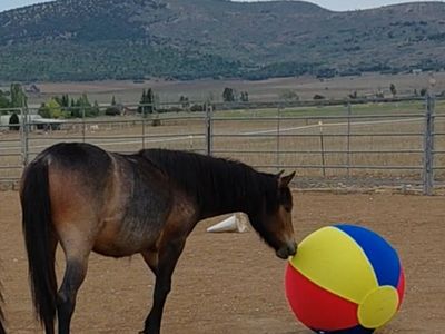 Super cute and fun Haflinger cross yrlng filly