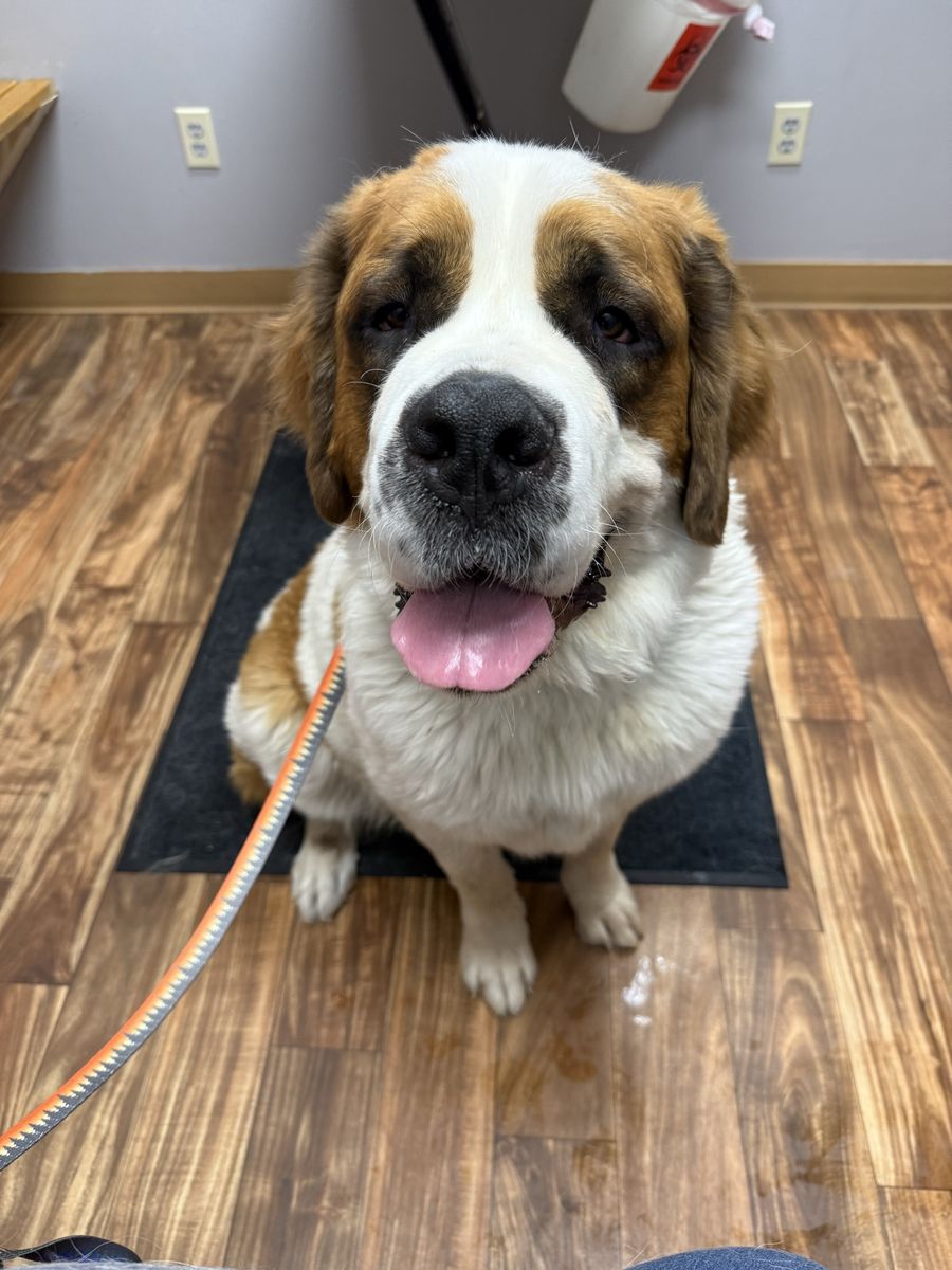 St. Bernard