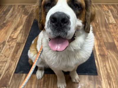 St. Bernard