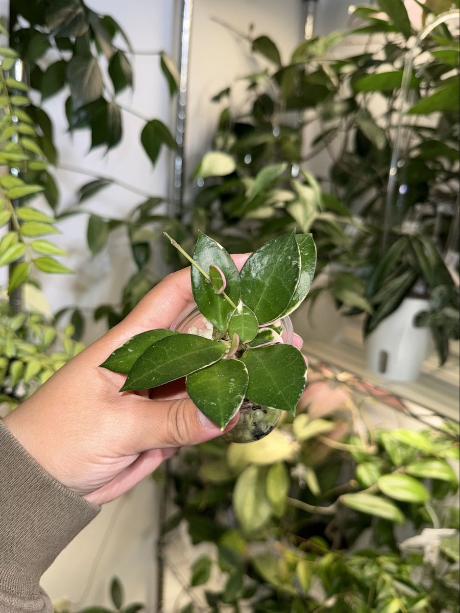 Hoya lacunosa ‘Asami’ (clone 2) - Plant
