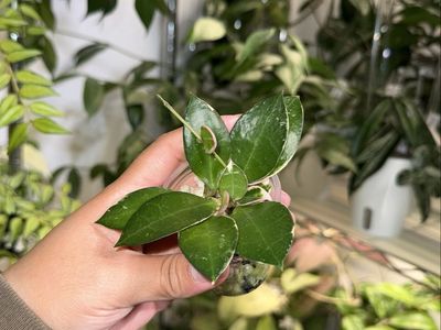 Hoya lacunosa ‘Asami’ (clone 2) - Plant