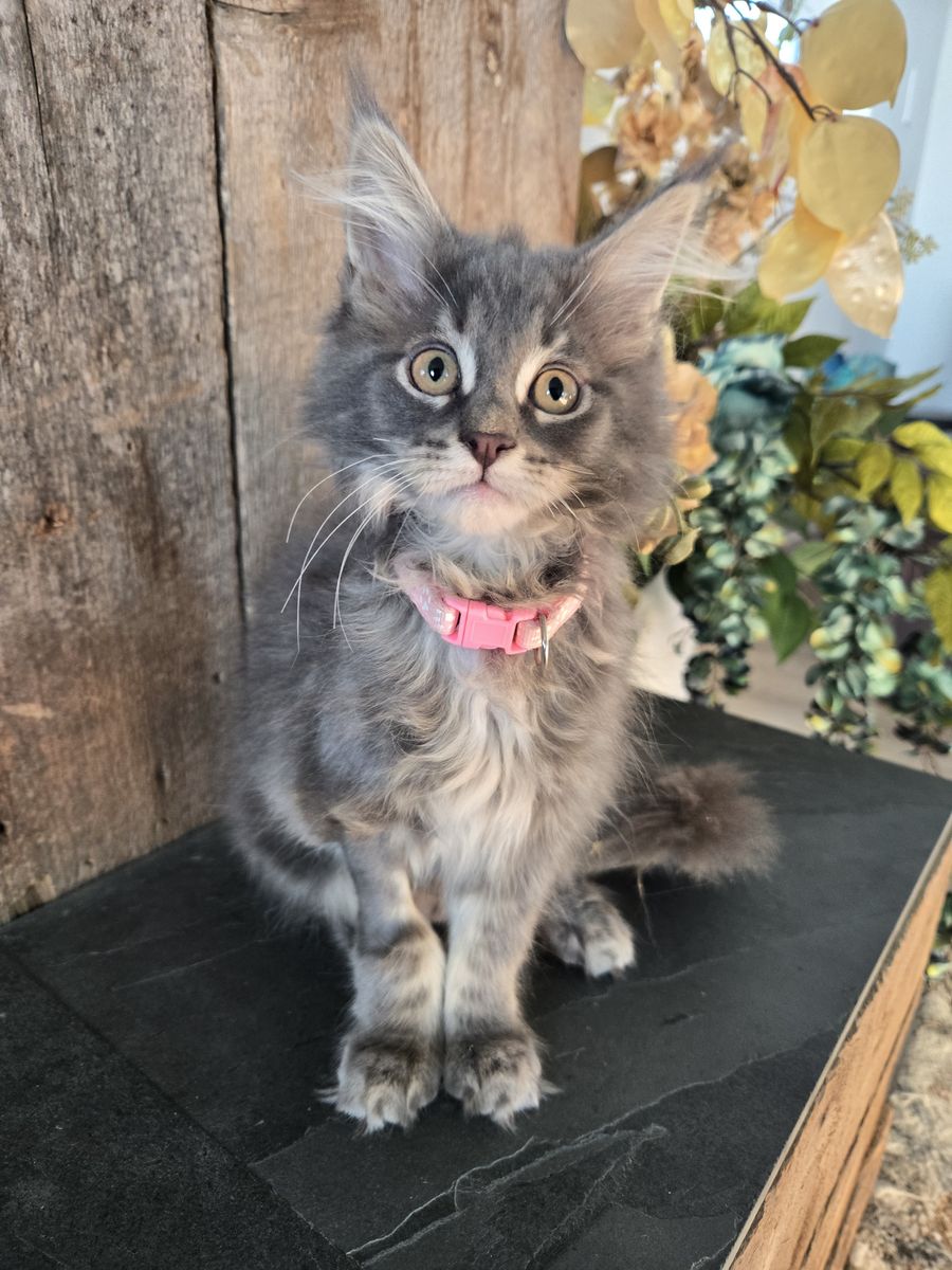 European Maine Coons