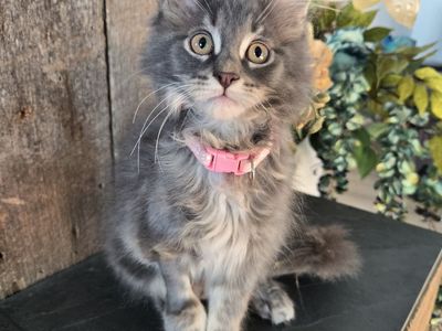 European Maine Coons