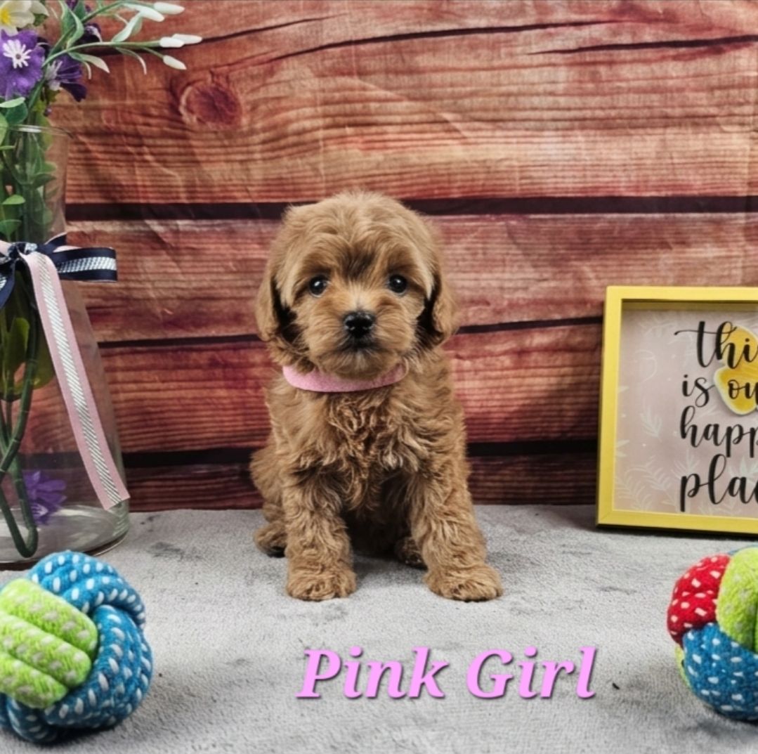 Adorable Maltipoo Puppies
