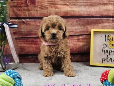 Adorable Maltipoo Puppies