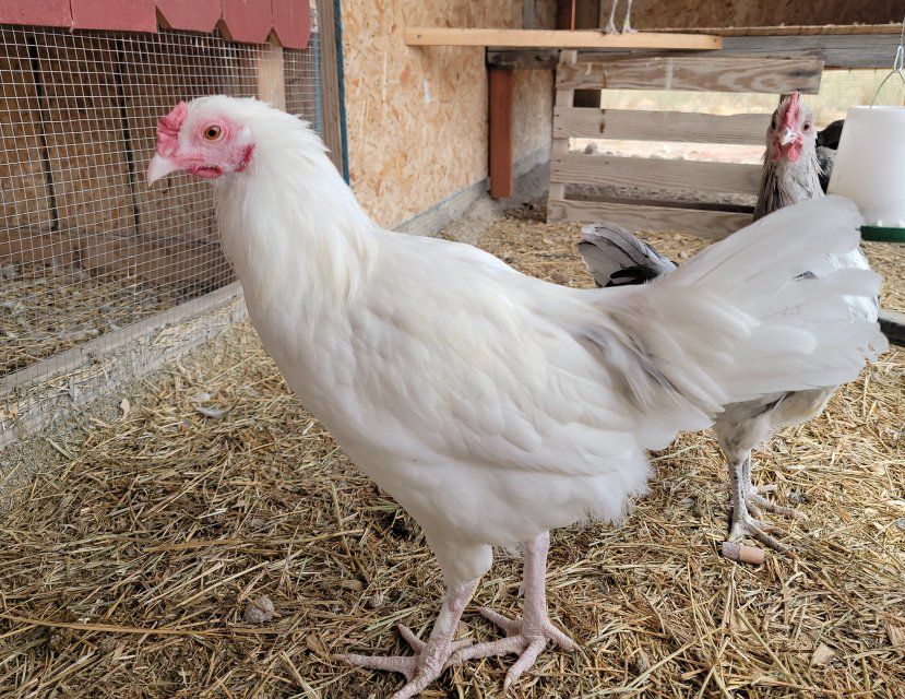Alchemist Farms Moss Egger Cockerel/Young Rooster!