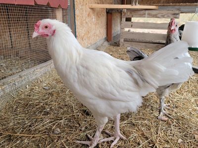 Alchemist Farms Moss Egger Cockerel/Young Rooster!