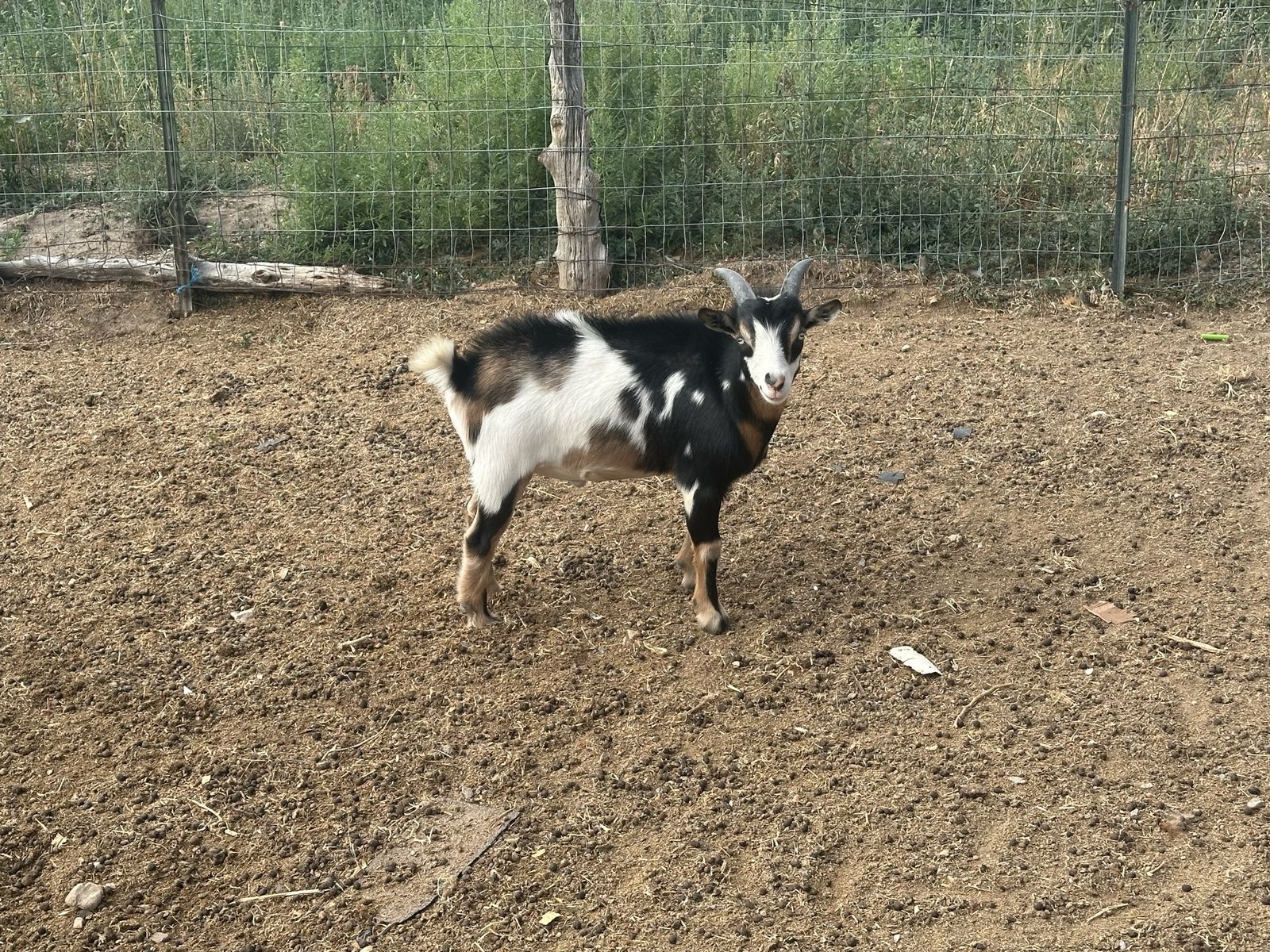 Flashy Nigerian Dwarf Whether