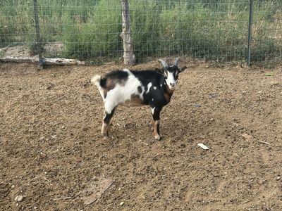 Flashy Nigerian Dwarf Whether