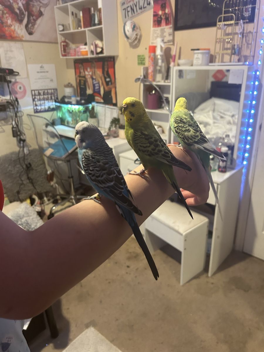 3 parakeets birds