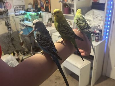 3 parakeets birds
