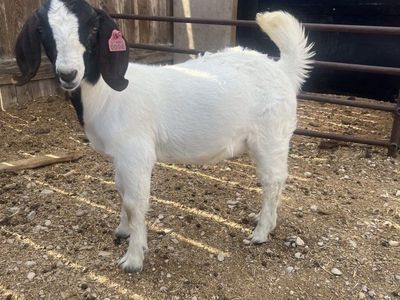 Boer Doelings