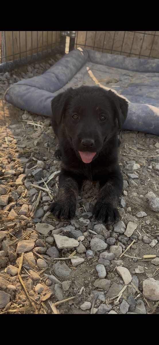 Premium Hybrid lab! READY TO GO! THEY LOOOOOVE WATER AND MUD! Soooo cute!