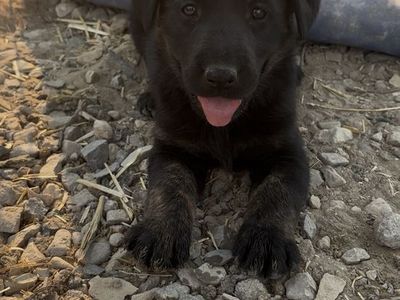 Premium Hybrid lab! READY TO GO! THEY LOOOOOVE WATER AND MUD! Soooo cute!