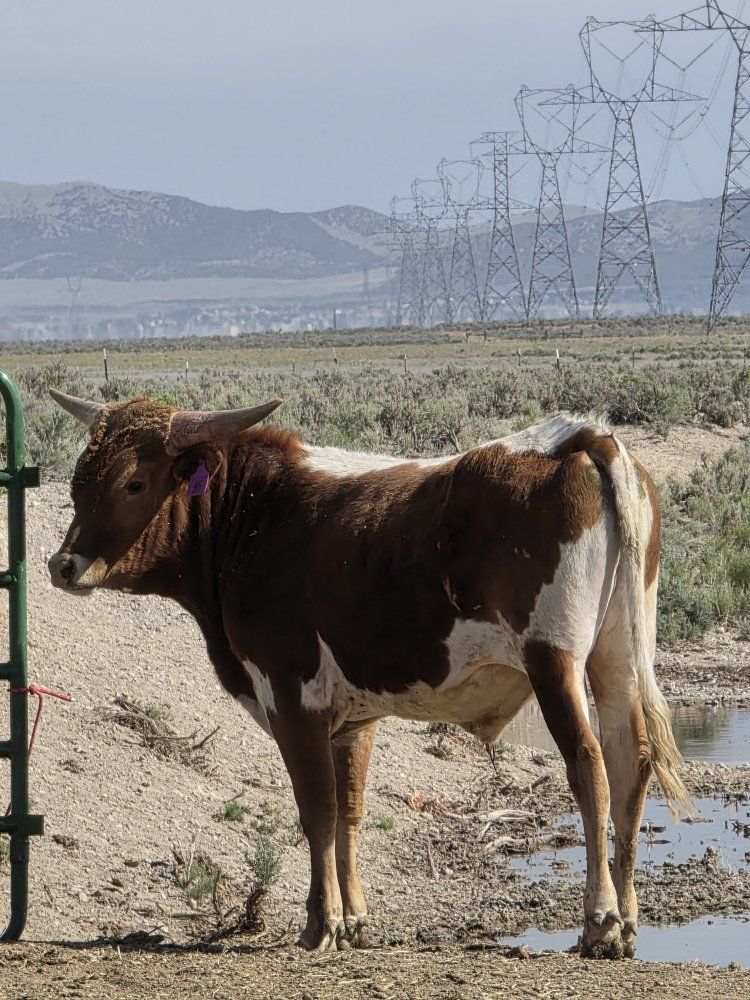 yearling purebred longhorns bull