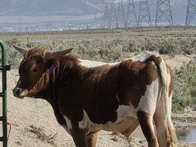 yearling purebred longhorns bull
