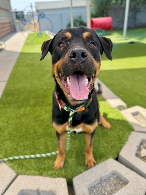 A160869  Chucky, Available for Adoption