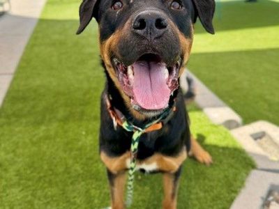 A160869 Chucky, Available for Adoption