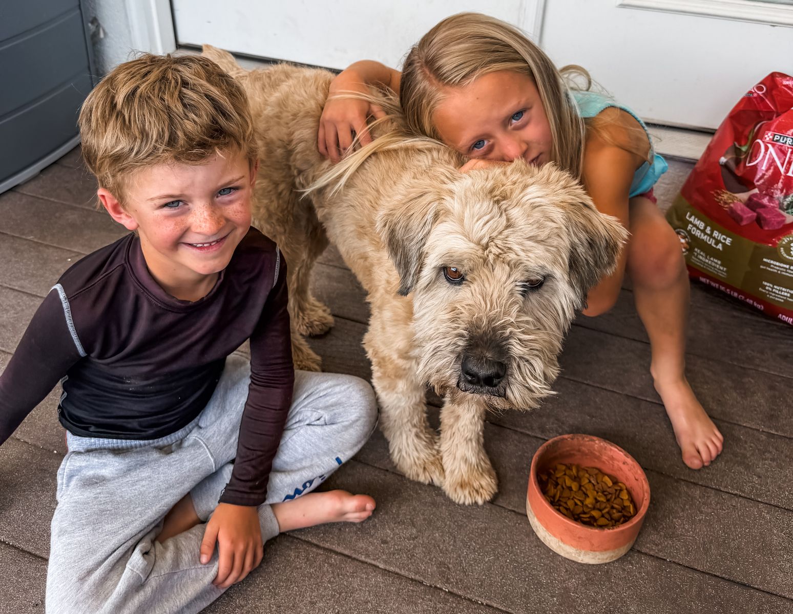 Wheaten terrier