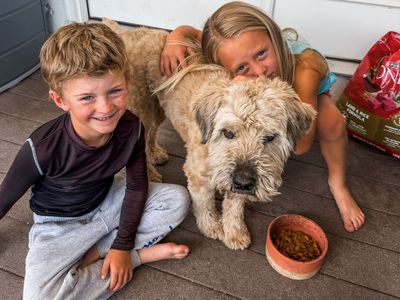 Wheaten terrier