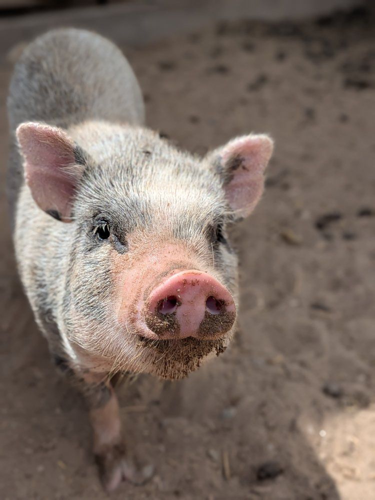 SALE Julia Micro miniature pig 