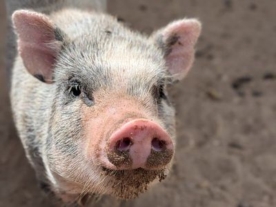 SALE Julia Micro miniature pig