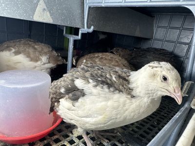 Celadon Coturnix Quail Roosters